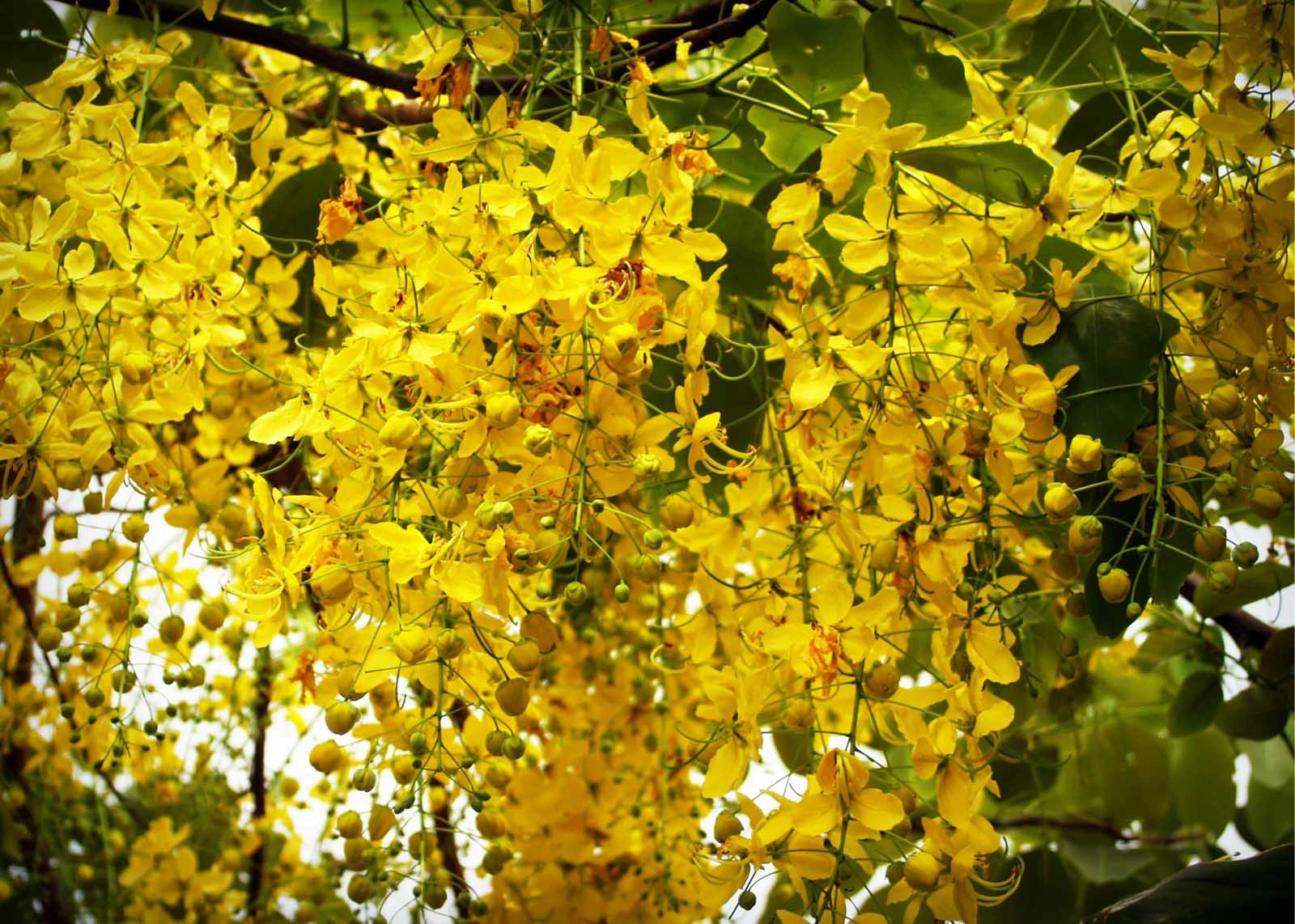 The Best Flowering Shrubs for Florida Landscapes